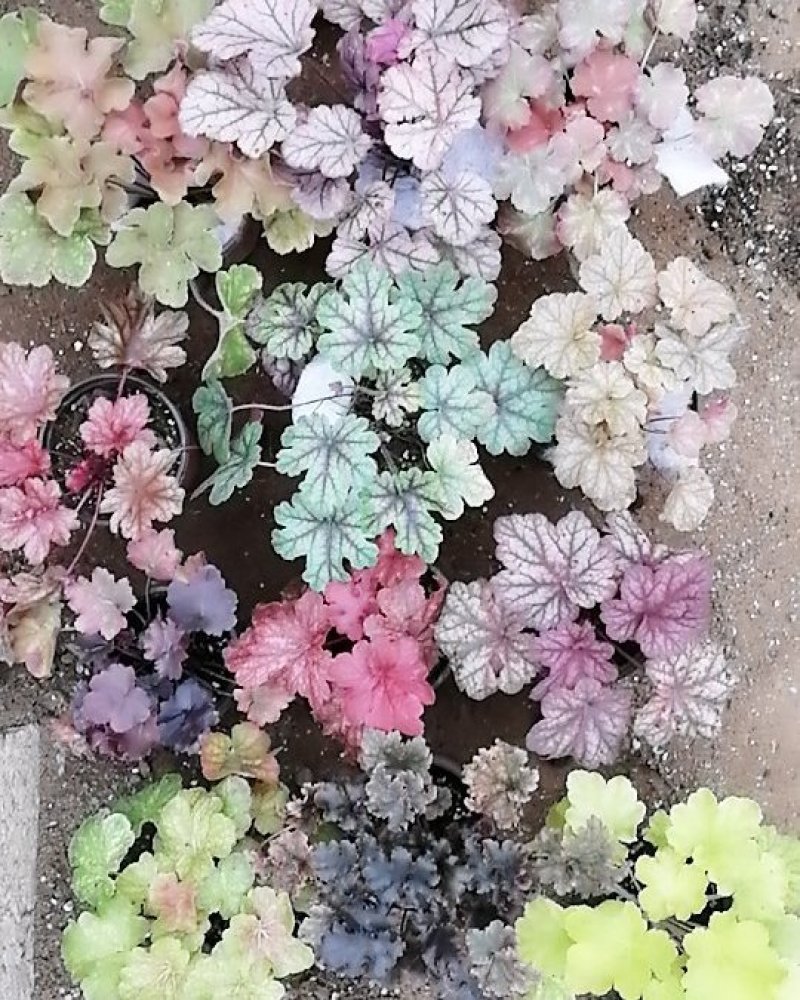矾根植物，观赏性四季变色