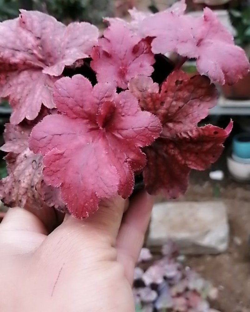矾根植物，观赏性四季变色