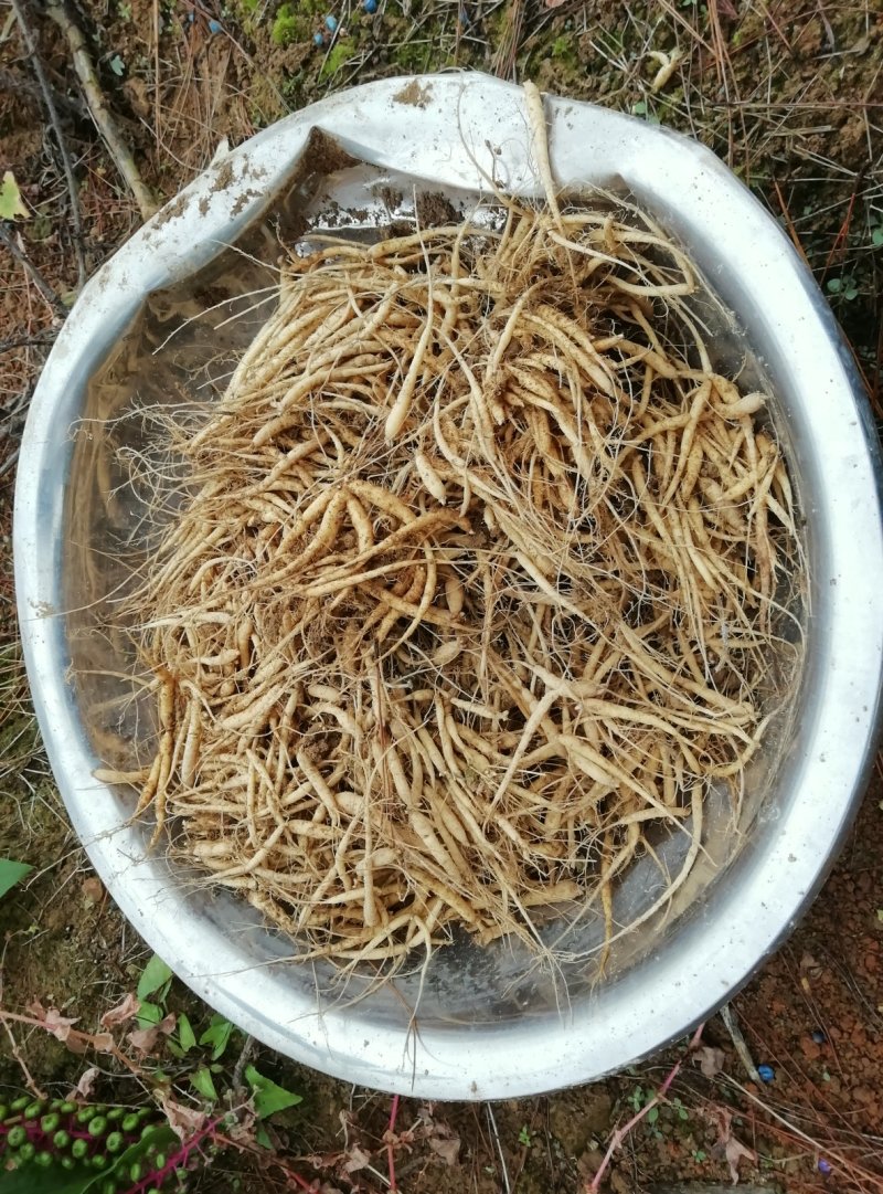 贵州牛大场太子参假一赔十