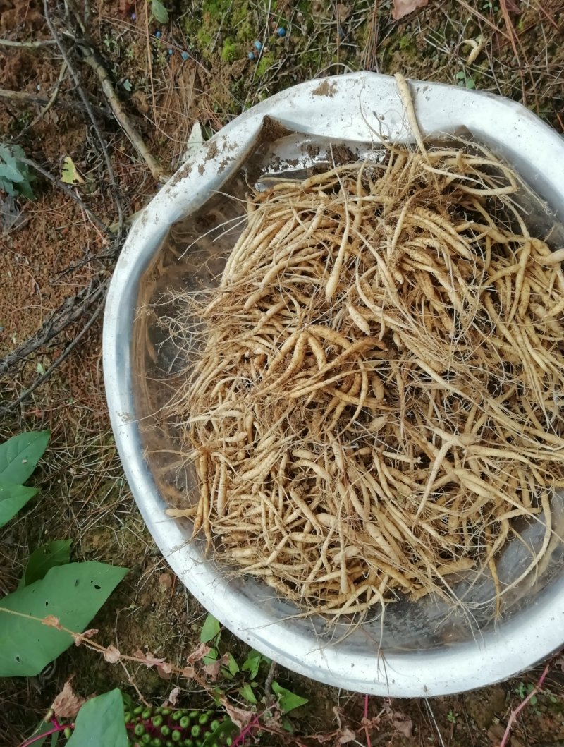 贵州牛大场太子参假一赔十