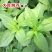 大叶荆芥种子阳台种菜籽盆栽香草四季播河南荆芥种籽农家蔬菜