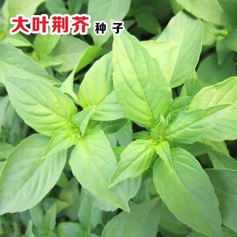 大叶荆芥种子阳台种菜籽盆栽香草四季播河南荆芥种籽农家蔬菜