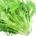 蔬菜种子苦苣种子阳台庭院盆栽水果蔬果籽碎叶菊苣苦苣