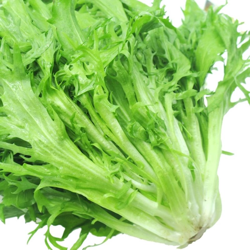 蔬菜种子苦苣种子阳台庭院盆栽水果蔬果籽碎叶菊苣苦苣
