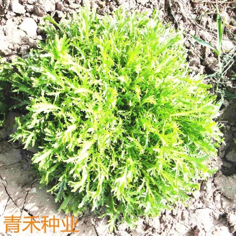 蔬菜种子苦苣种子阳台庭院盆栽水果蔬果籽碎叶菊苣苦苣