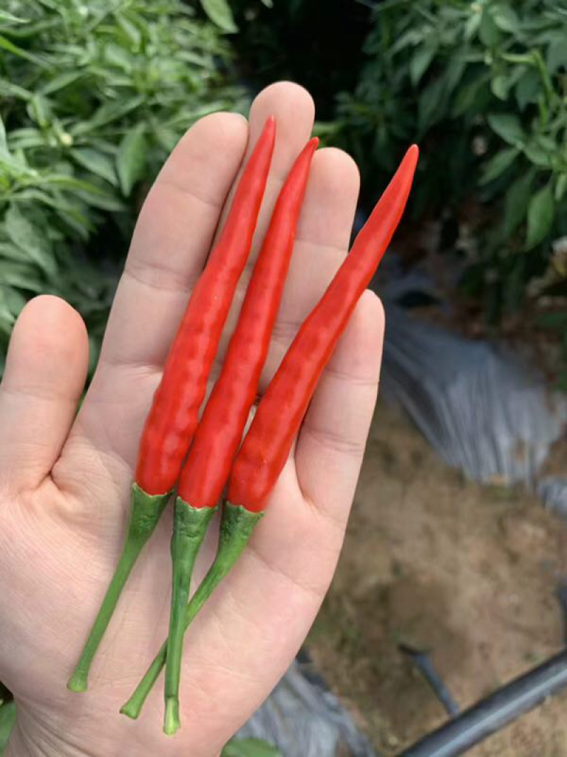 元谋精品小米椒（颜色好，硬度强）
