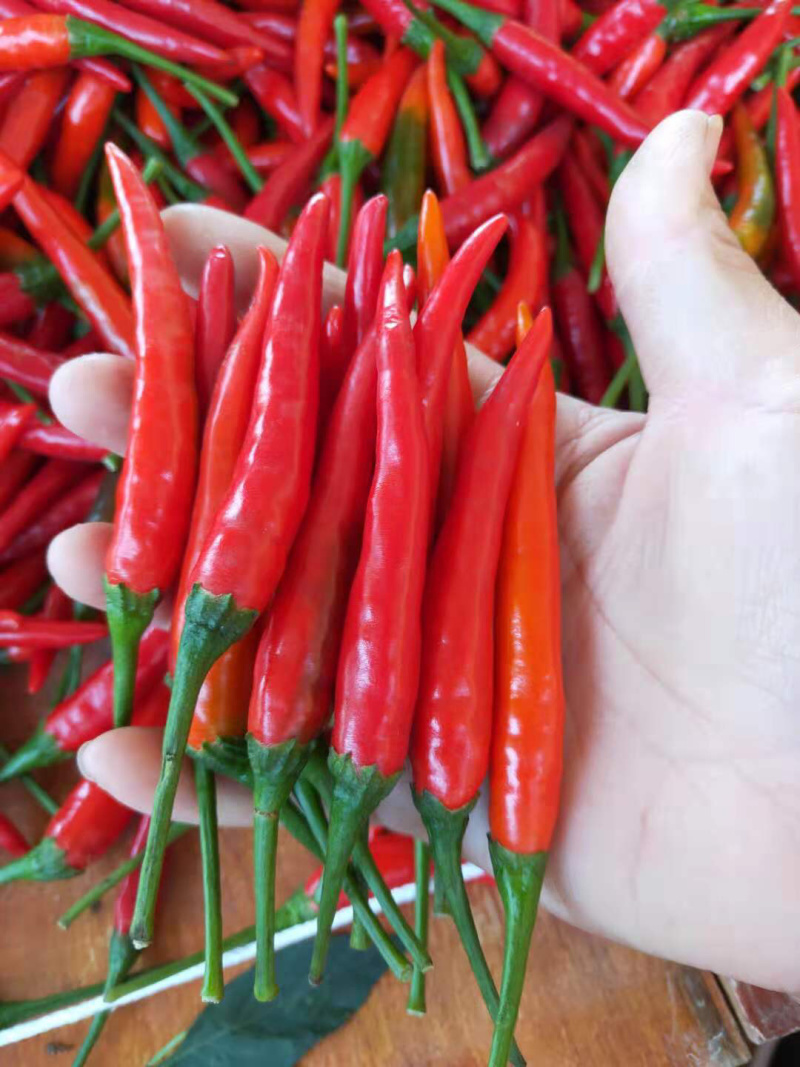 元谋精品小米椒（颜色好，硬度强）