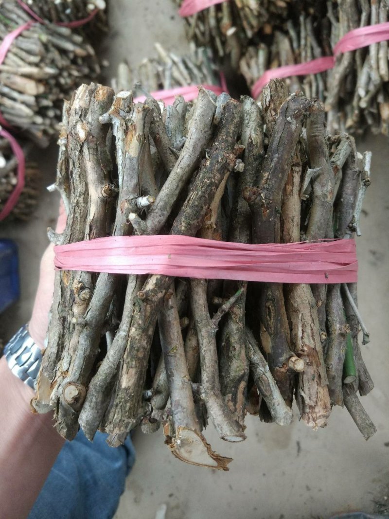 贵龙五号刺梨枝条老枝