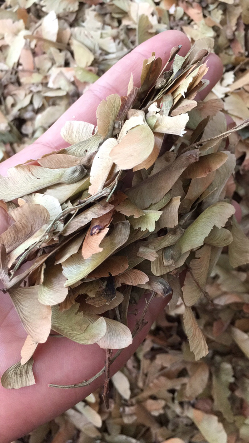 蝴蝶草草药偏方冷背药材量大包邮