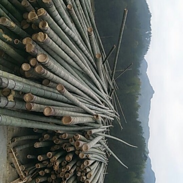 竹类植物