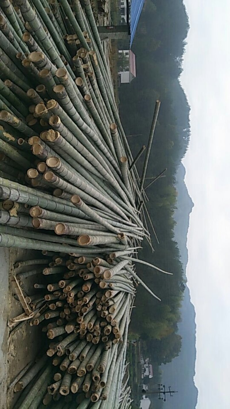 竹类植物