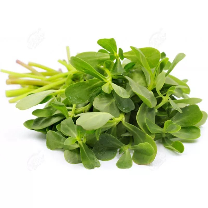 马齿苋野生马齿苋种子马齿芽苗菜蚂蚱菜室内四季易播种长命菜