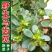 马齿苋野生马齿苋种子马齿芽苗菜蚂蚱菜室内四季易播种长命菜