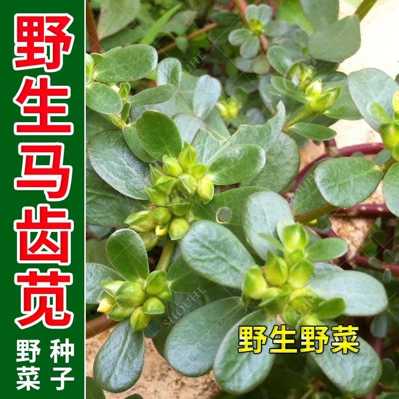 马齿苋野生马齿苋种子马齿芽苗菜蚂蚱菜室内四季易播种长命菜
