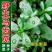 马齿苋野生马齿苋种子马齿芽苗菜蚂蚱菜室内四季易播种长命菜