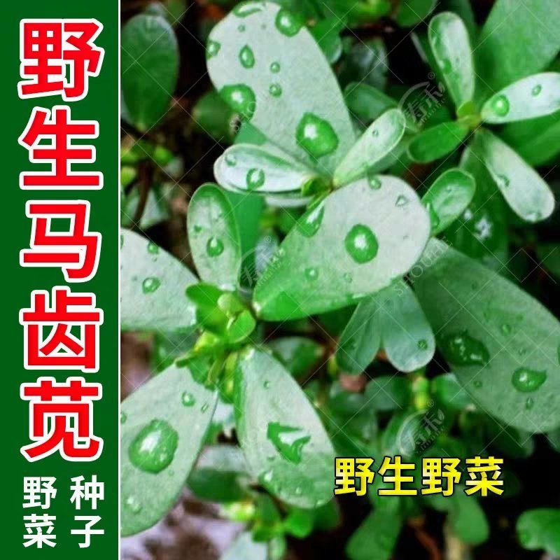 马齿苋野生马齿苋种子马齿芽苗菜蚂蚱菜室内四季易播种长命菜