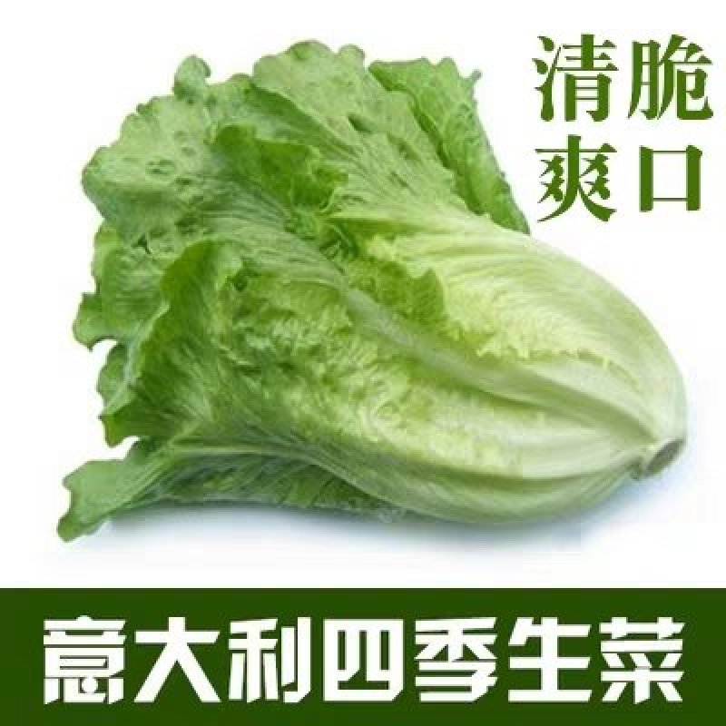 蔬菜种子四季香菜朝天椒菠菜孑韭菜荠菜生菜南瓜葫芦黄瓜丝瓜