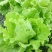 蔬菜种子四季香菜朝天椒菠菜孑韭菜荠菜生菜南瓜葫芦黄瓜丝瓜