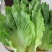 蔬菜种子四季香菜朝天椒菠菜孑韭菜荠菜生菜南瓜葫芦黄瓜丝瓜