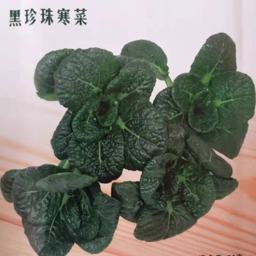 蔬菜种子四季香菜朝天椒菠菜孑韭菜荠菜生菜南瓜葫芦黄瓜丝瓜