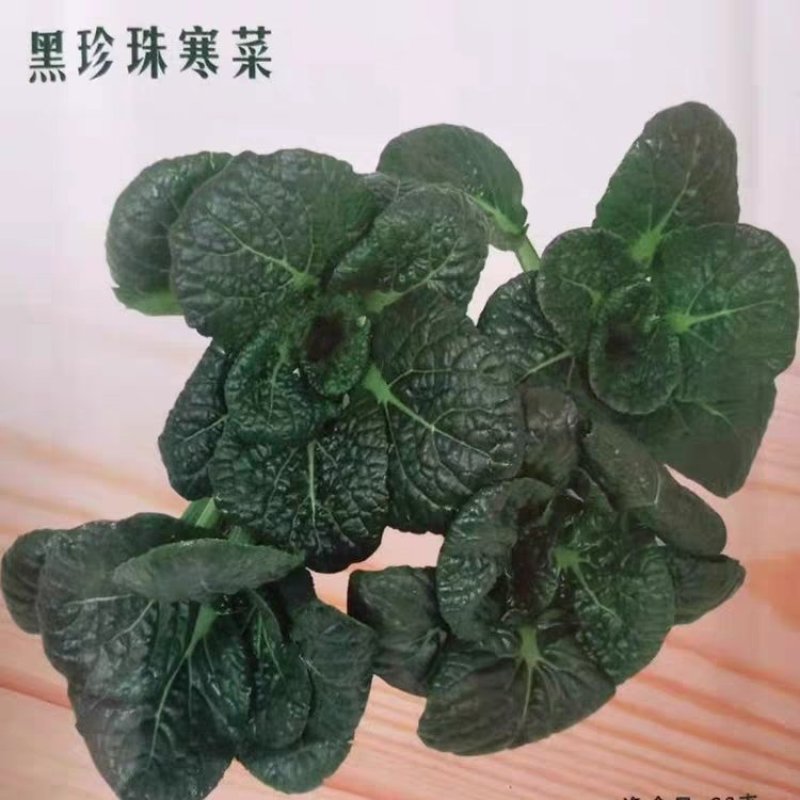 蔬菜种子四季香菜朝天椒菠菜孑韭菜荠菜生菜南瓜葫芦黄瓜丝瓜