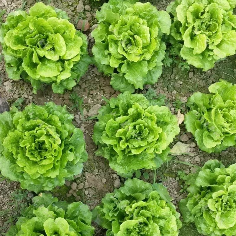 蔬菜种子四季香菜朝天椒菠菜孑韭菜荠菜生菜南瓜葫芦黄瓜丝瓜