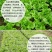 蔬菜种子四季香菜朝天椒菠菜孑韭菜荠菜生菜南瓜葫芦黄瓜丝瓜