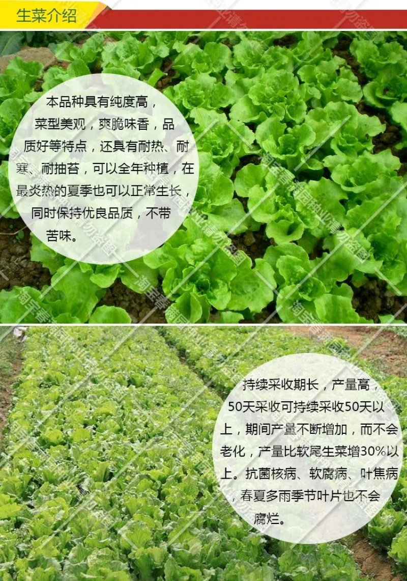 蔬菜种子四季香菜朝天椒菠菜孑韭菜荠菜生菜南瓜葫芦黄瓜丝瓜