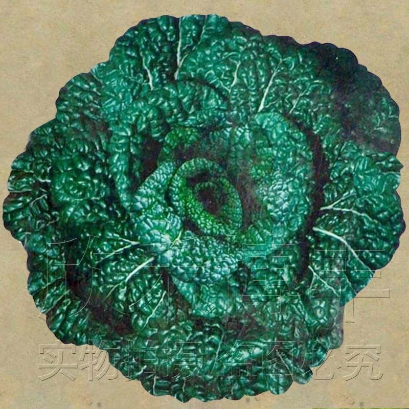 蔬菜种子四季香菜朝天椒菠菜孑韭菜荠菜生菜南瓜葫芦黄瓜丝瓜