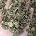 【舜波中药材】川牛膝甜牛膝产地直供量大从优