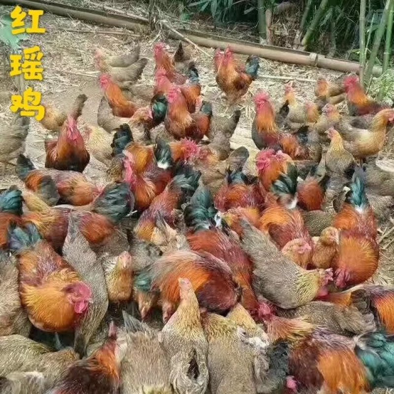 鸡苗鸭苗种禽苗预定补差价连接补运费链接，差多少拍多少