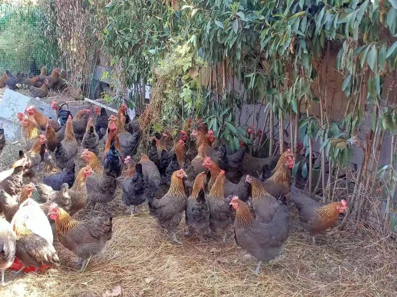 鸡苗鸭苗种禽苗预定补差价连接补运费链接，差多少拍多少