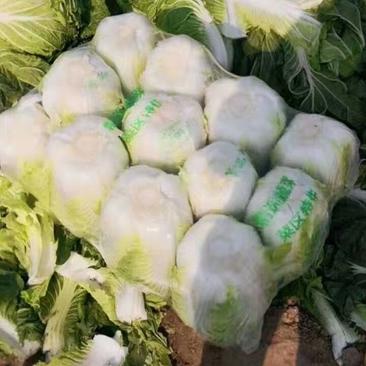 白菜，河南省夏邑县大白菜基地，可视频看货，产地直供，
