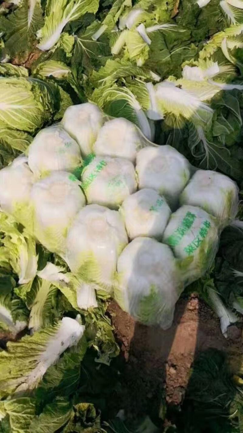 白菜，河南省夏邑县大白菜基地，可视频看货，产地直供，