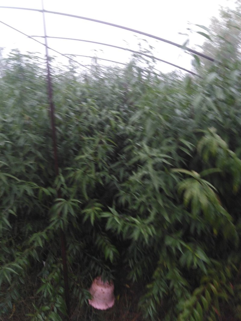 桃树，占地桃苗，一年苗。两年苗价格优惠，可物流发货