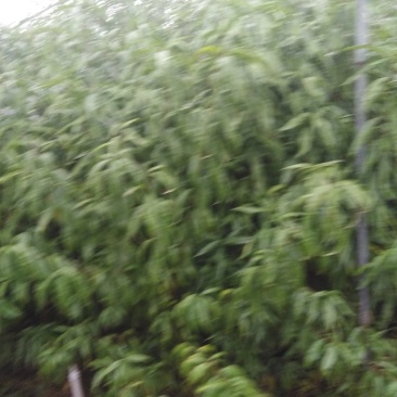 桃树，占地桃苗，一年苗。两年苗价格优惠，可物流发货