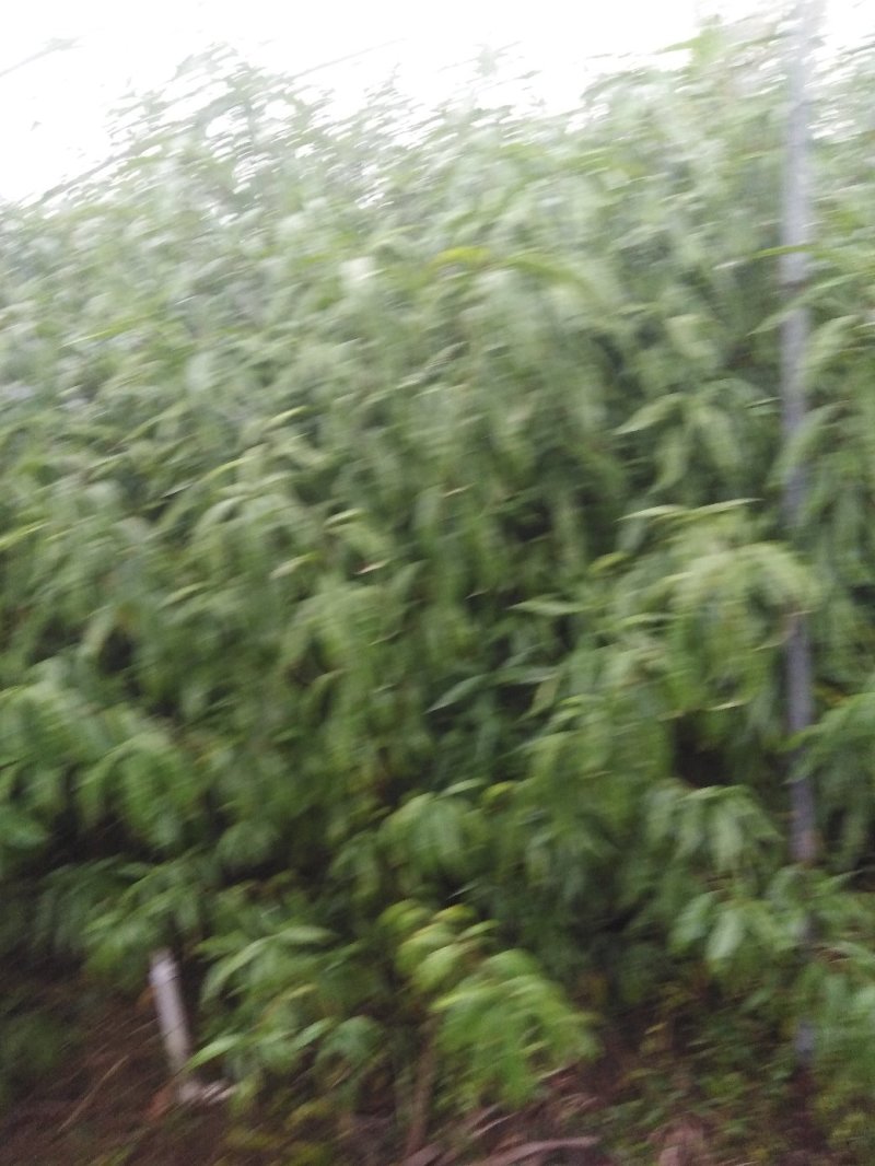 桃树，占地桃苗，一年苗。两年苗价格优惠，可物流发货