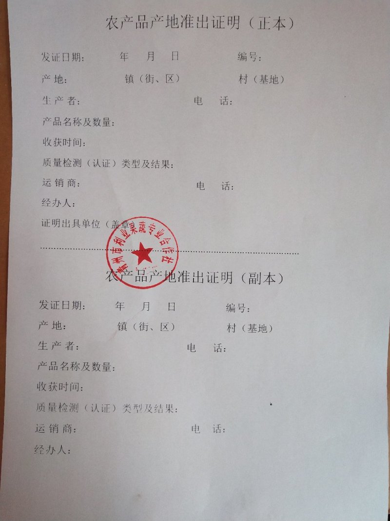 青州市秋季黄心大白菜大量上市，产地直供大量供应