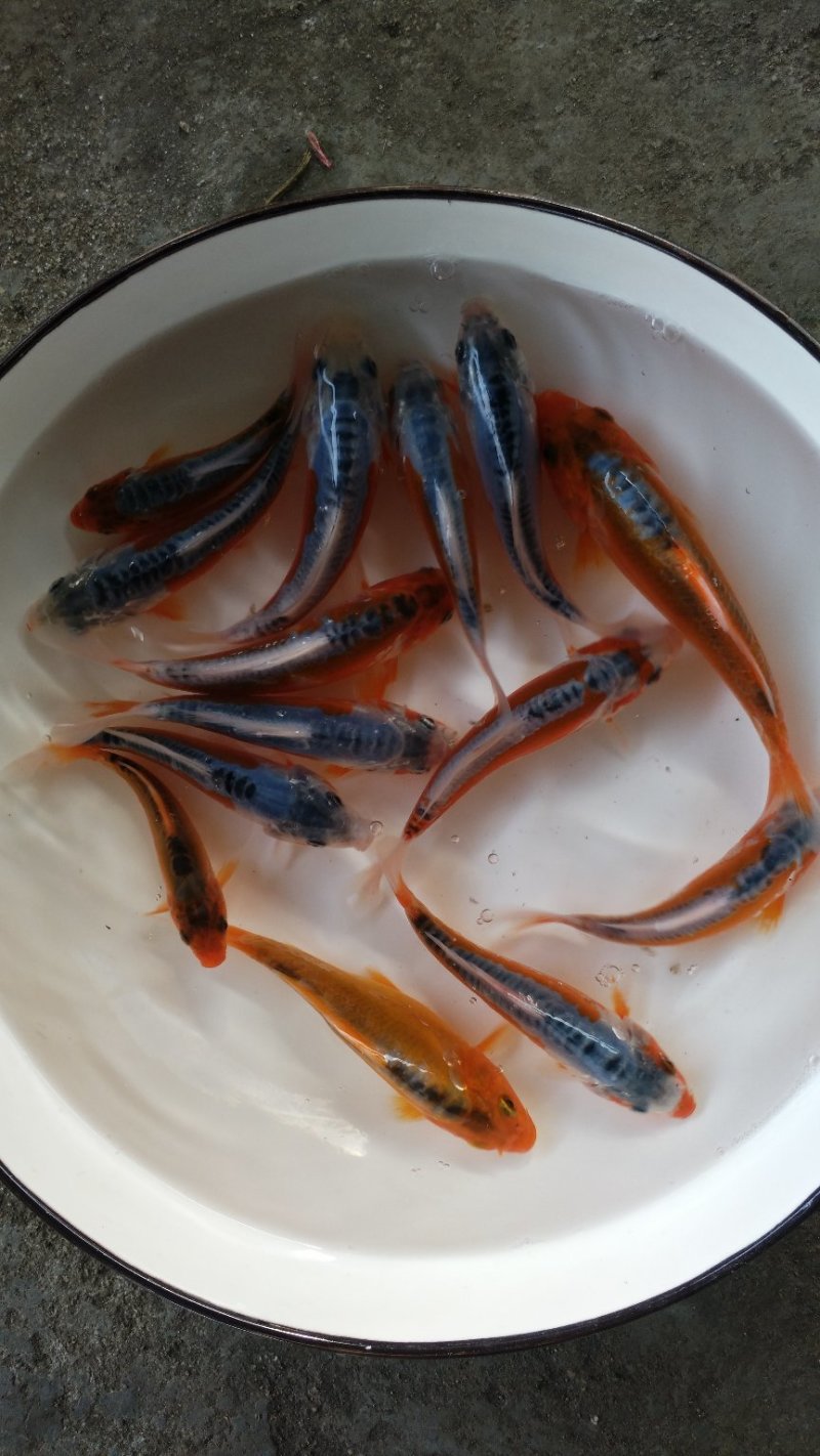 极品秋翠出塘了