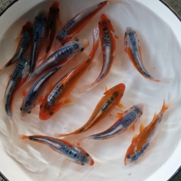 极品秋翠出塘了
