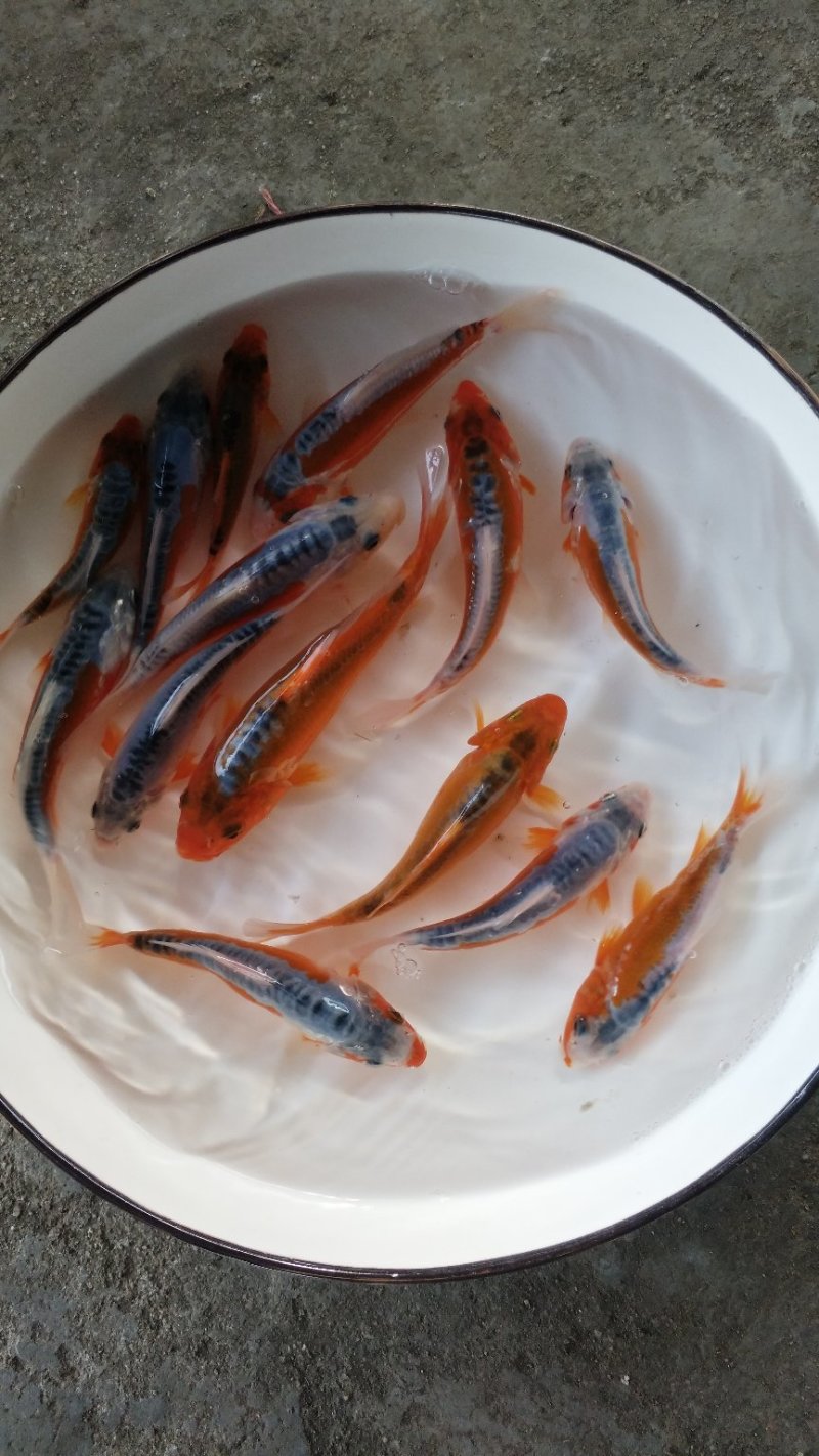 极品秋翠出塘了