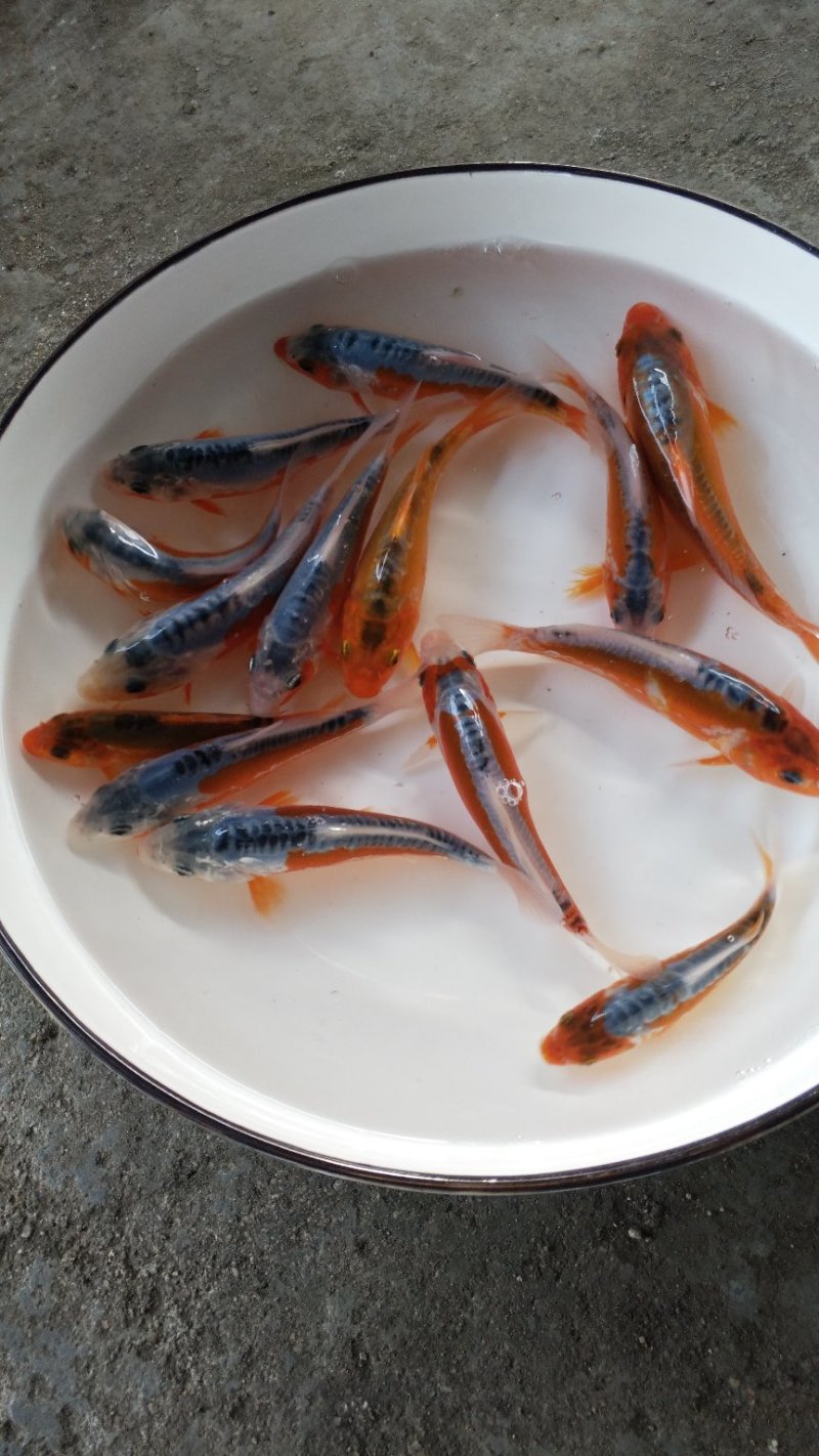 极品秋翠出塘了
