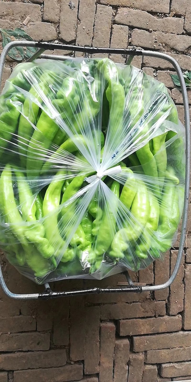 黄皮尖椒，色泽鲜艳，有弯有直五到二十左右公分
