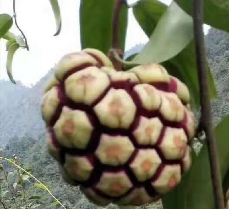 布福娜
