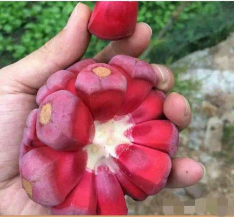 布福娜