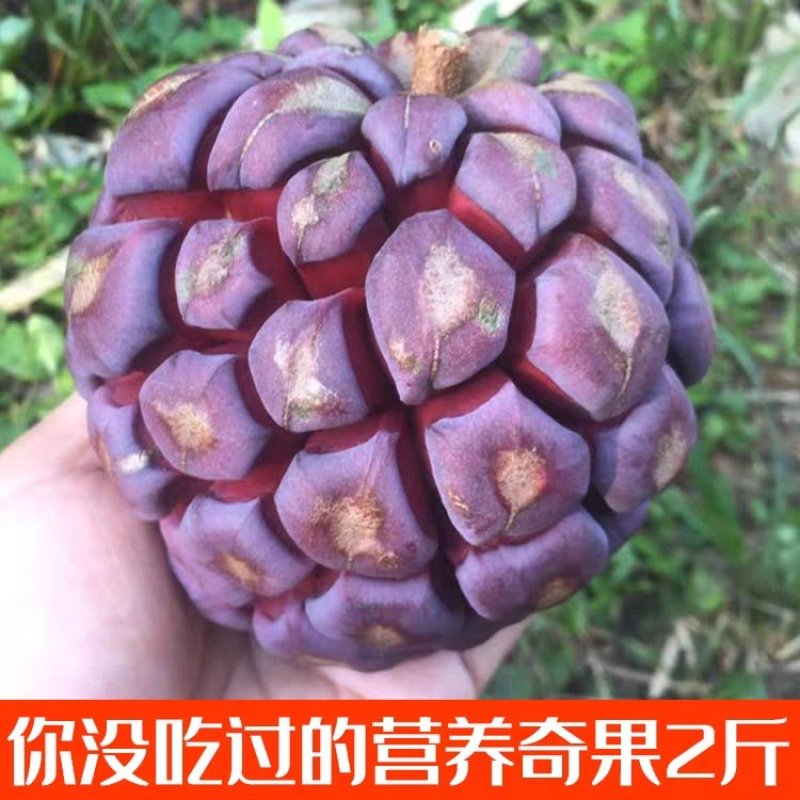 布福娜