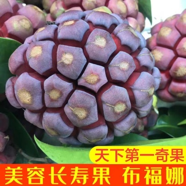 布福娜