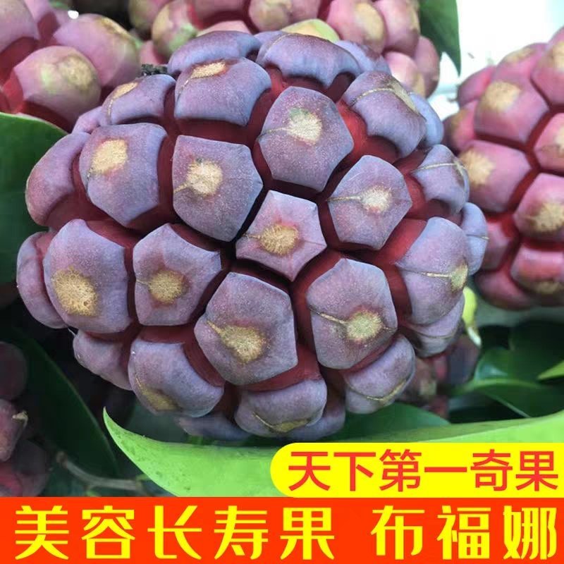 布福娜