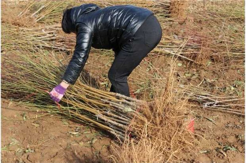 正宗黑桃苗包成活品种齐全果肉香甜基地直销