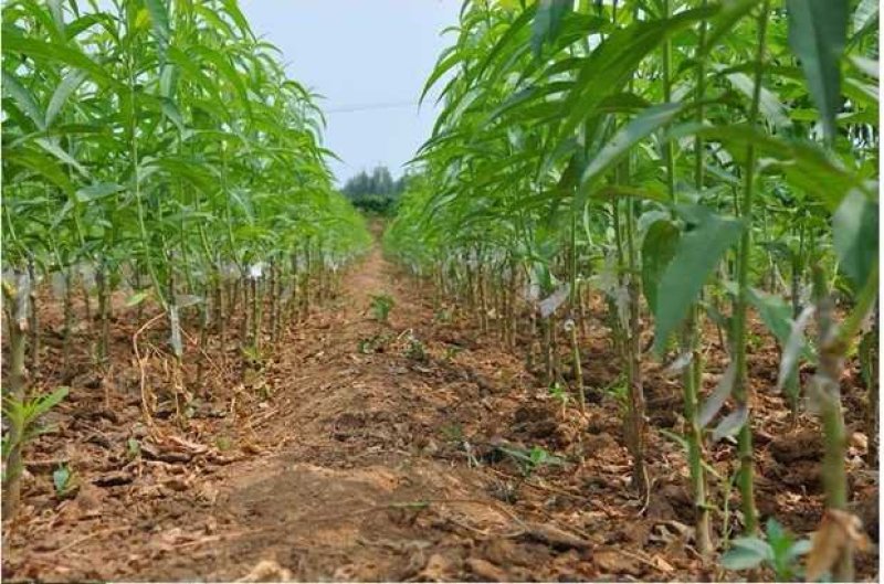 正宗黑桃苗包成活品种齐全果肉香甜基地直销